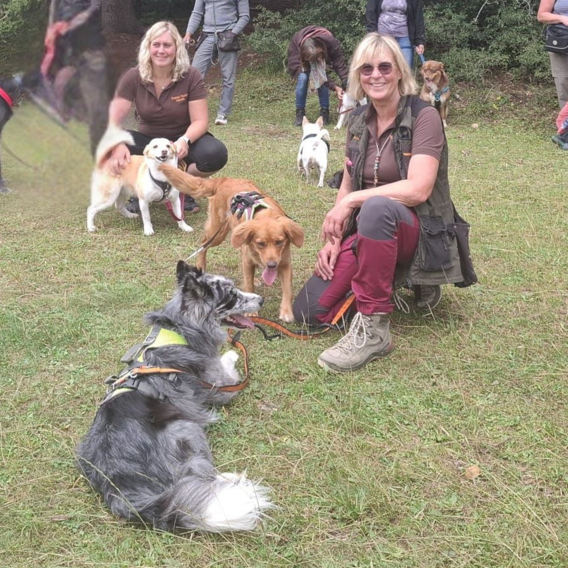 hundeschule_dog_team_alb_team3