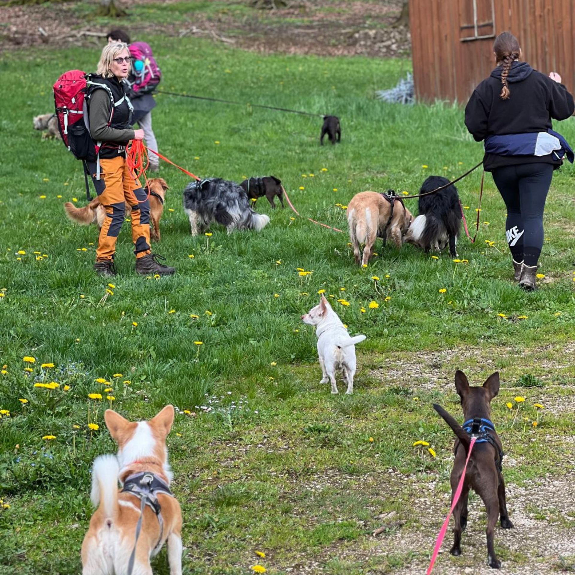 hundeschule_dog_team_alb_team4