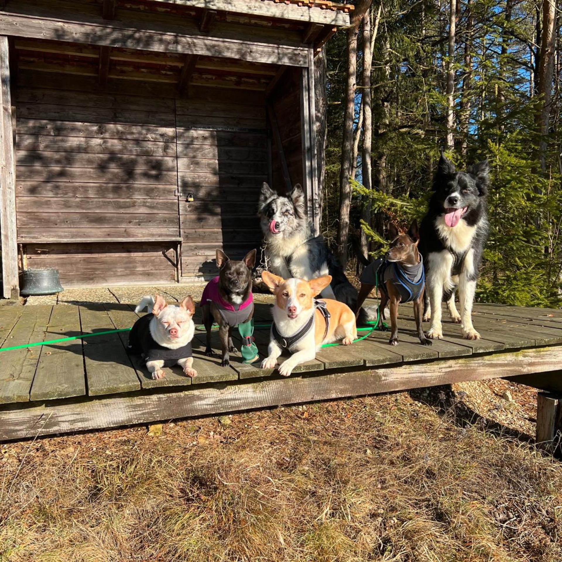hundeschule_dog_team_alb_team5